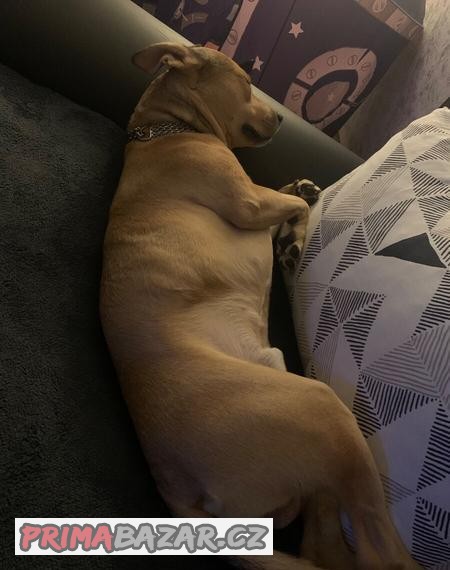 Amstaffxpitbull