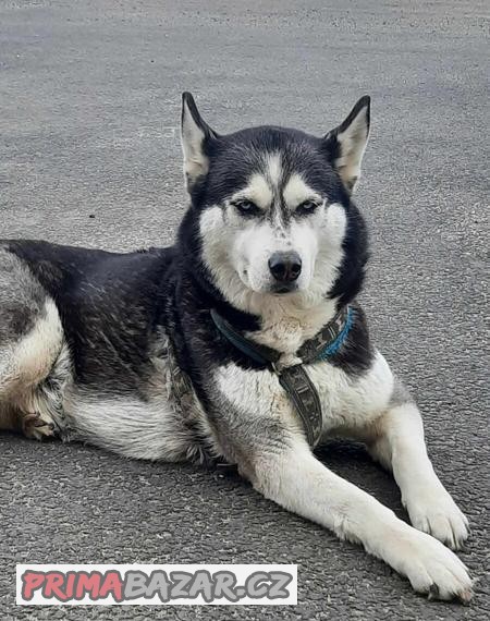 HUSKY BEZ PP FENKA