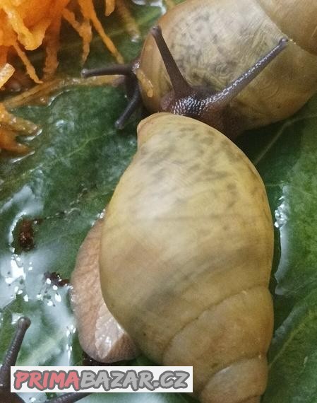 Archachatina porphyrostoma Lagos albino shell