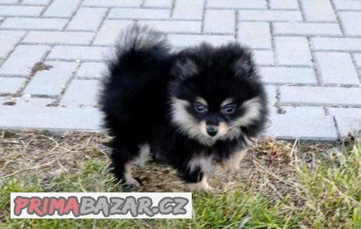 Pomeranian mini
