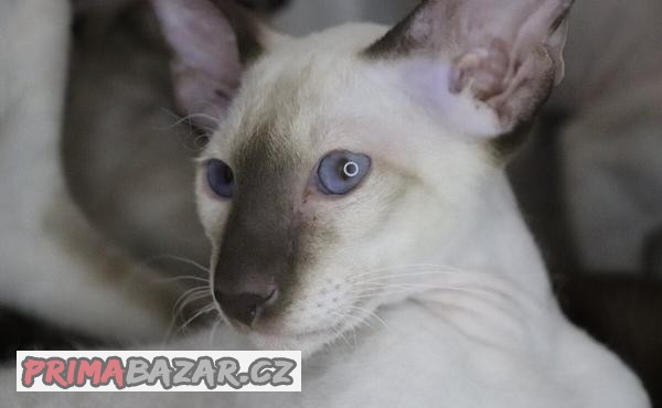 Peterbald s PP Genesis