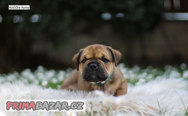 Kontinentální buldok (Continental Bulldog) - štěňata s PP