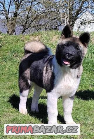 Americká Akita