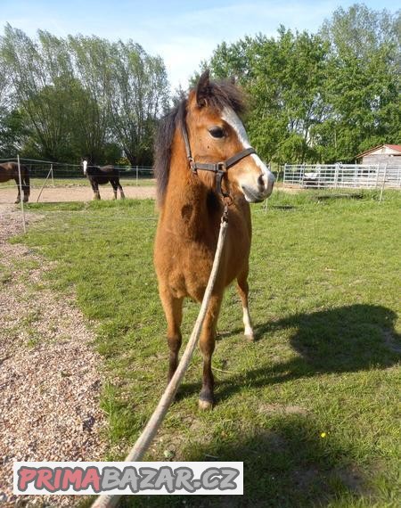 Welsh Mountain pony kobylka