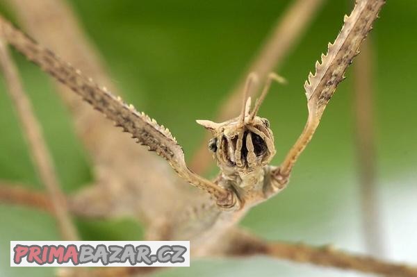 Medauroidea extradentata (pakobylka rohatá) strašilky