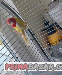 PRODÁM – 1.0. rozela lutino kr.23 cena 800.- -