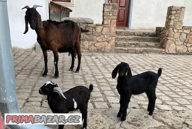Prodám Anglonubijský kozlíky