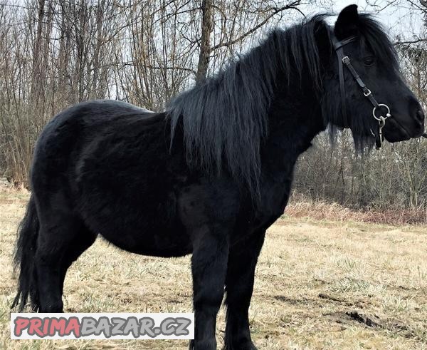 Připouštění plemenným hřebcem shetland pony standart