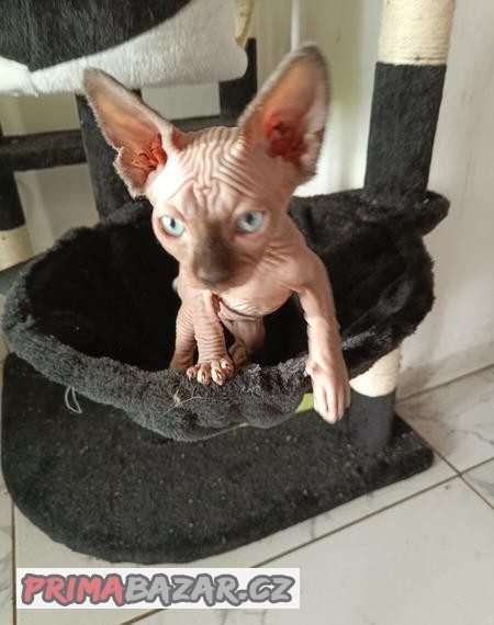 SPHYNX bez PP