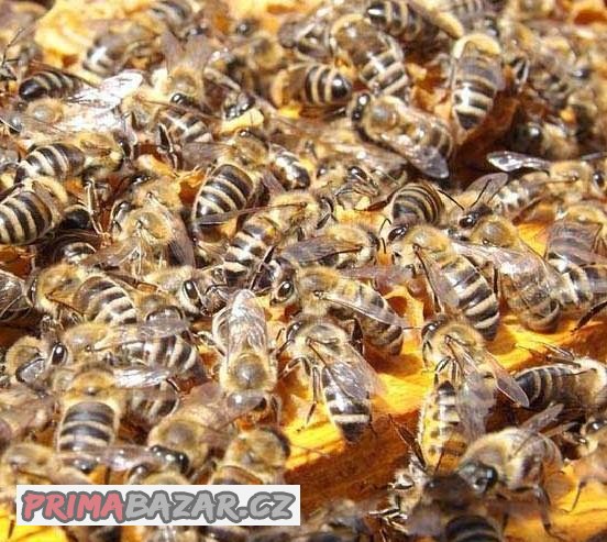 Produkční včelstva na rámkové míře 39x24
