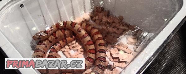 Korálovky-lampropeltis mexicana thayeri
