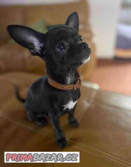 Čivava krátkosrstá s PP