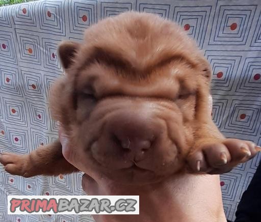 Šarpej, Shar-pei, sharpei štěně s PP