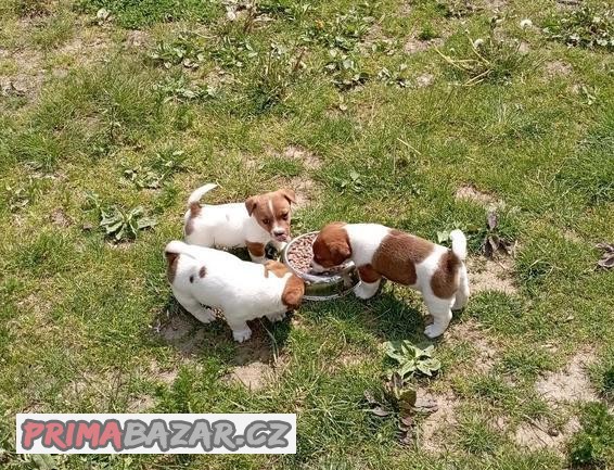 Jack russell terier krásný pejsek