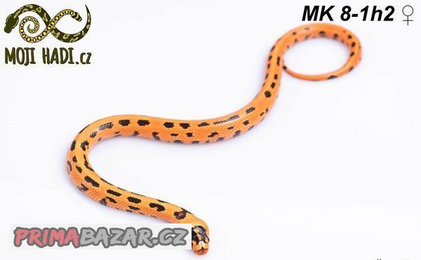 MAGMAKING - korálovka  - Lampropeltis