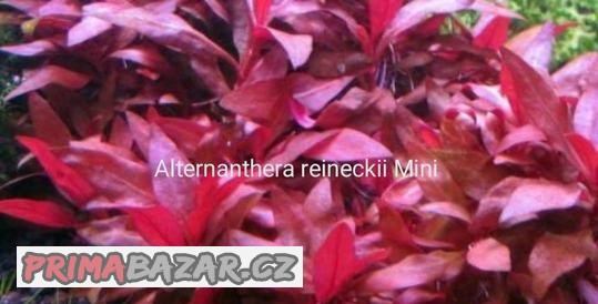 Alternanthera reineckii mini a pink