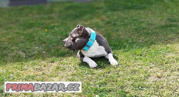kryti-american-bully-pocket-s-pp