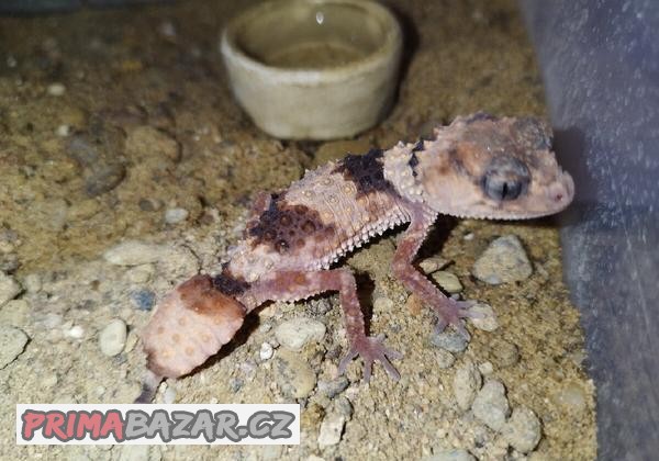 Nephrurus wheeleri cinctus 2.0.0