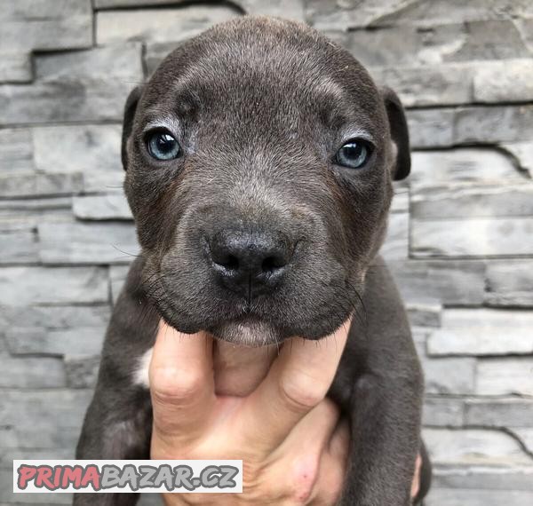 American Bully XL TOP krevní linie ABKC registrace