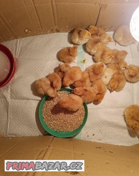 Hempšírky kuřata