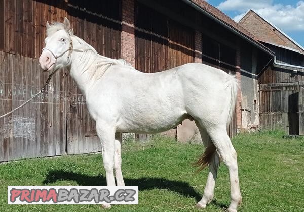 Valach appaloosa, 2 roky