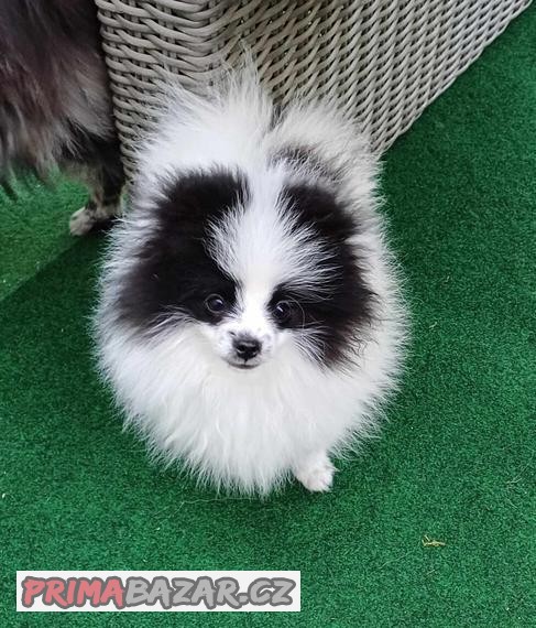Pomeranian