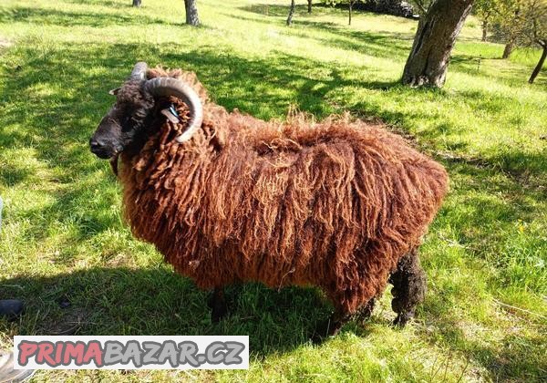 Beran Zwartbles x Maďarská racka