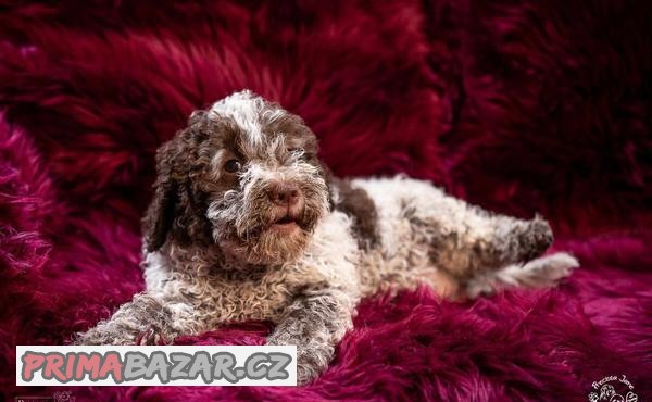 Lagotto romagnolo s PP (volný pejsek a fenka )