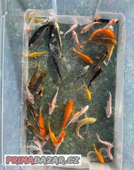 Koi kapr