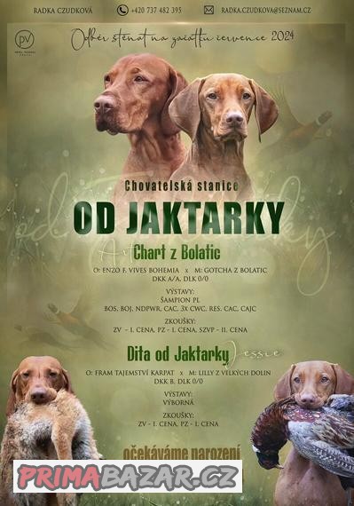 Prodám štěně maďarského ohaře