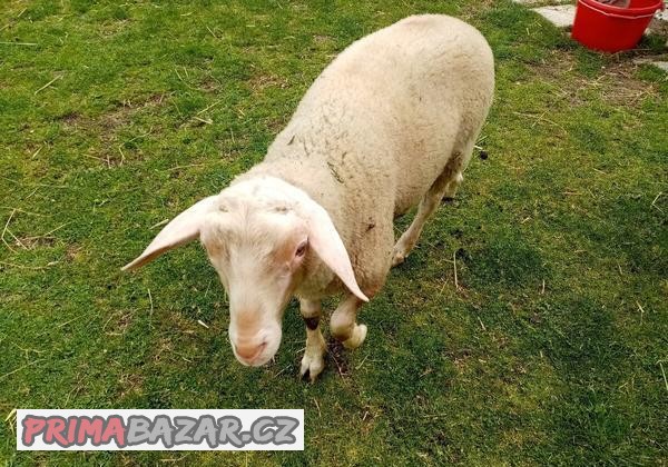 Východofrískeho beránka