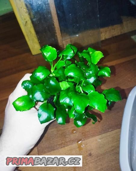 Kořen + Anubias Nano (2)