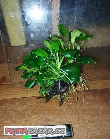 Kořen + Anubias Nano (3)