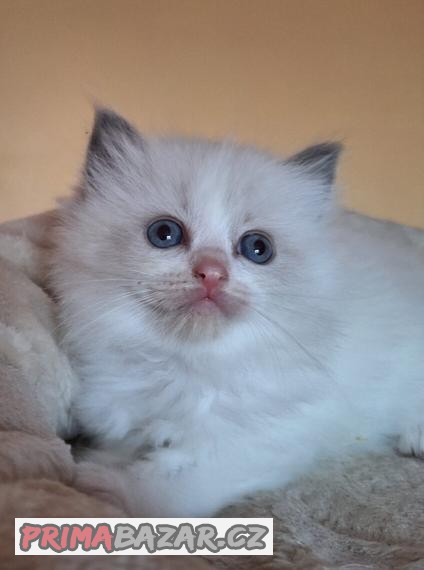 Luxusní Ragdoll koťátka s PP