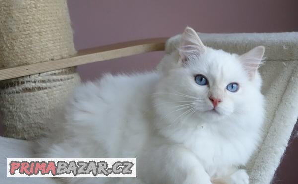 Ragdoll kocourek s PP
