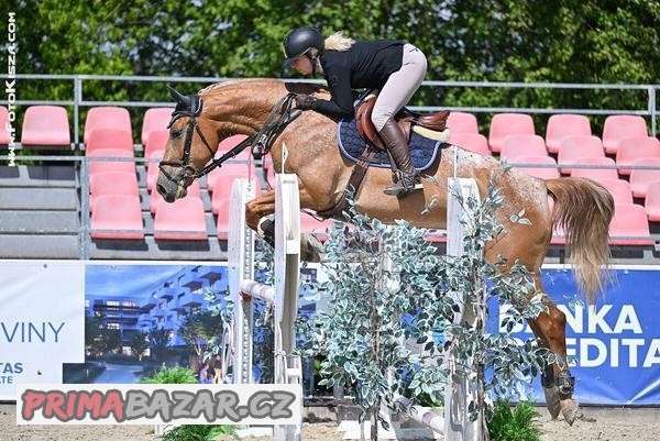 7letá klisna, aktuální čisté RTG