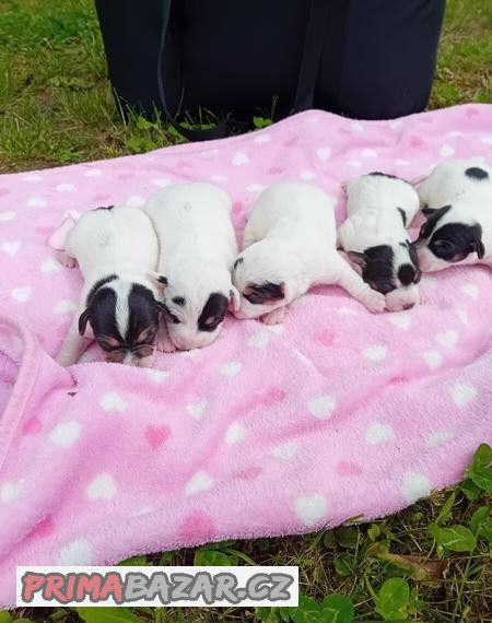Zadam štěňatka jack russel teriera
