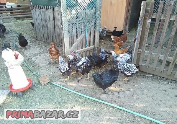 Wyandotka velká stříbrná černé lemovana