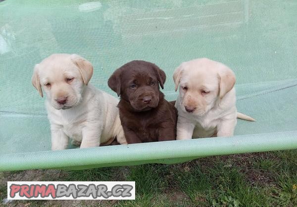 Šteniatka labradora