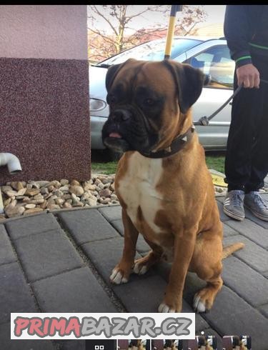 Německý boxer - krytí
