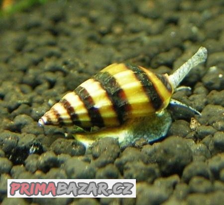 
Akvarijni šnek / plž - Clea Helena / Surmovka vražedná