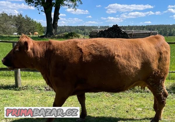 Kráva Aberdeen-angus.