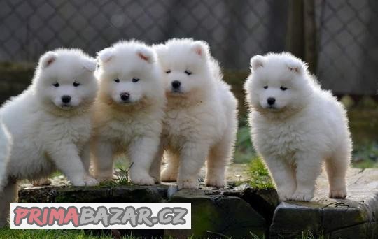 Samojed s PP LA TORRE ROJA