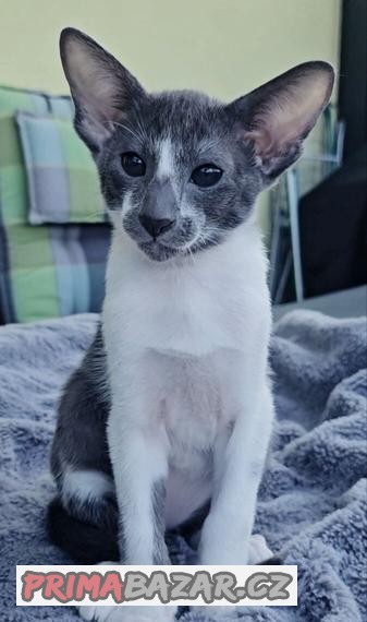 Koťátka PETERBALD