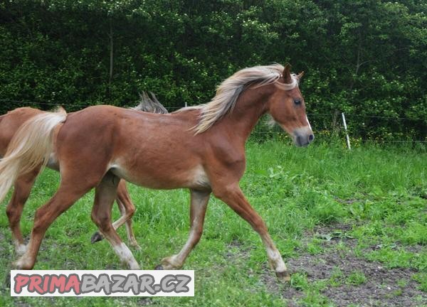 Welsh pony sekce B