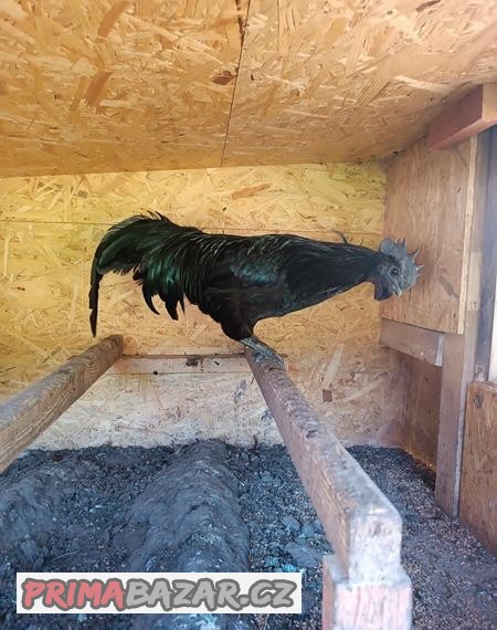 Kohout ayam ceman