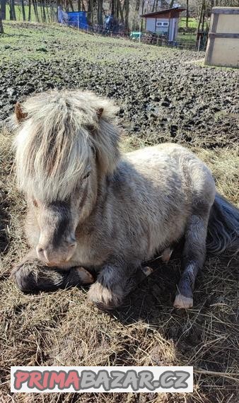 pony-hrebec