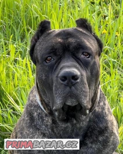 BANDOG,BANDOGGEE MASTIFF,AMERICAN BANDOG MASTIFF NA KRYTIE