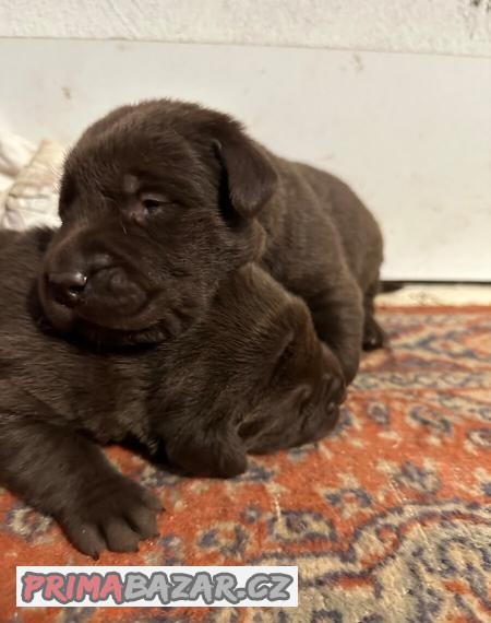 Šteniatka Čokoládového labradora