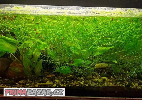 Akvarijní rostliny-zdarma-Egeria densa - Douška hustolistá